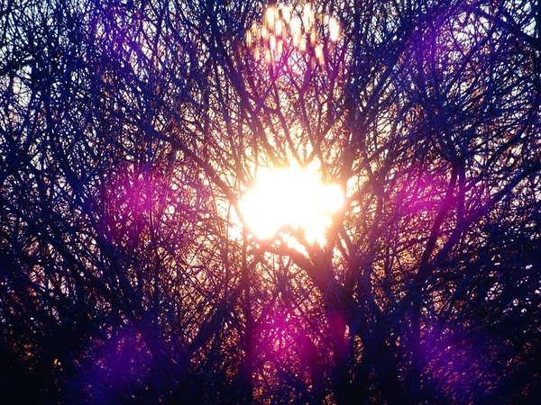 Яркое Солнце Обнаженными Ветвями Деревьев — стоковое фото