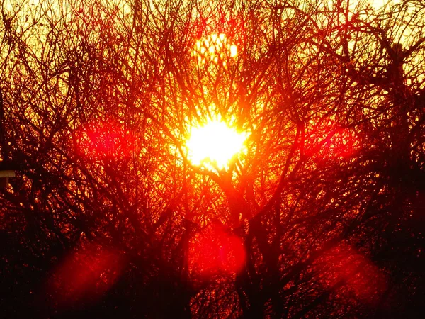 Φωτεινό Ήλιο Πίσω Γυμνό Δέντρο Κλαδιά — Φωτογραφία Αρχείου
