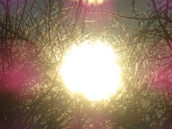 Bright Sun Achter Naakt Boomtakken — Stockfoto