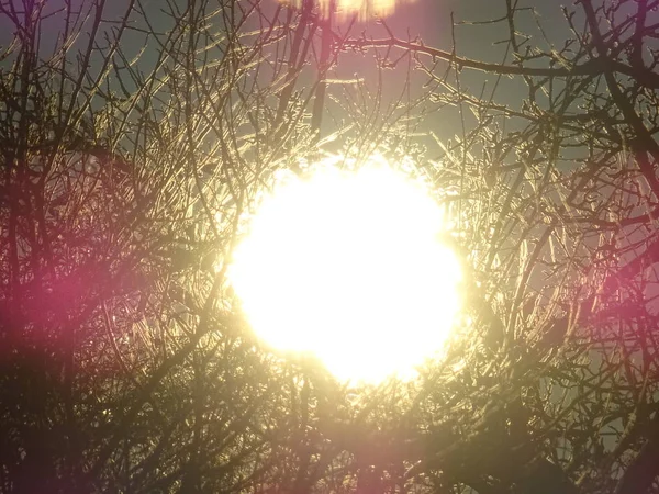 Strahlende Sonne Hinter Nackten Ästen — Stockfoto