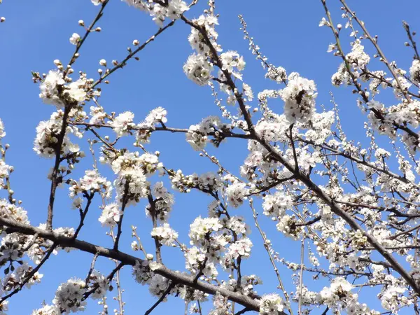 White Tree Blossoms Close — Stock Photo, Image