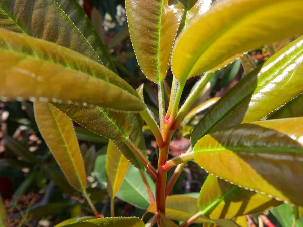 Растение Зелеными Листьями — стоковое фото