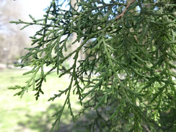 Blick Auf Grüne Zweige — Stockfoto