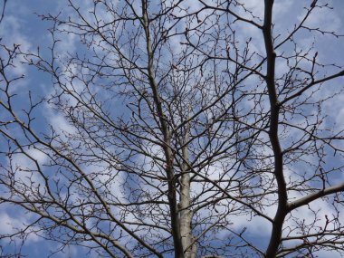 Mavi gökyüzünde çıplak ağaç dalları arka planı