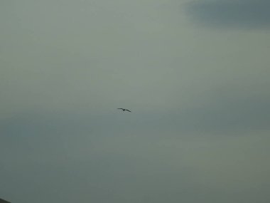 Martı kasvetli bir gökyüzünde