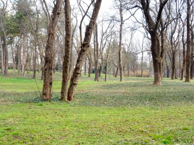 Green Park çıplak ağaçlar ile