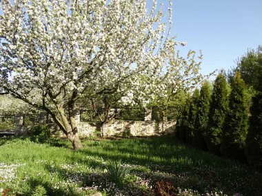 Bahçedeki Beyaz Çiçek Ağaçları