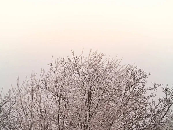 裸木の枝が雪で覆われています — ストック写真