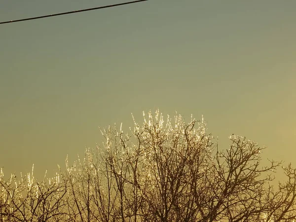光を浴びて凍結の木の枝 — ストック写真