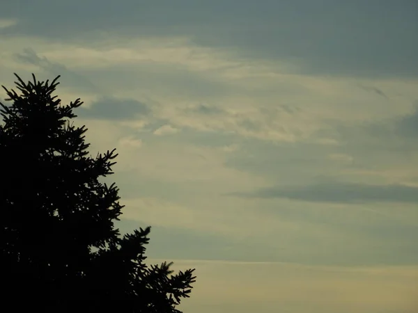 背景の針葉樹木の上に空 — ストック写真