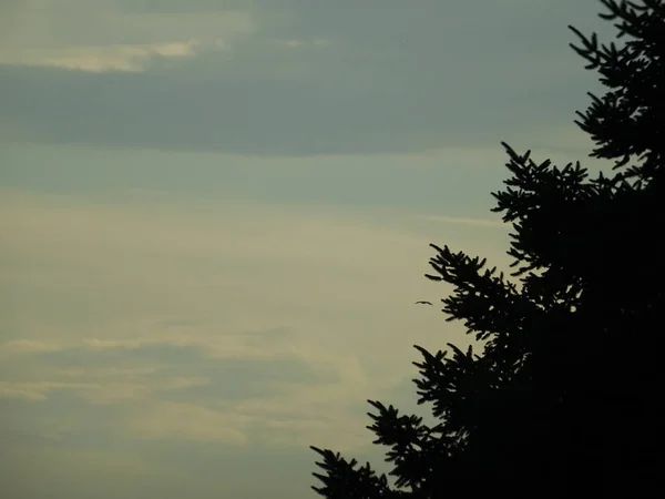 背景の針葉樹木の上に空 — ストック写真