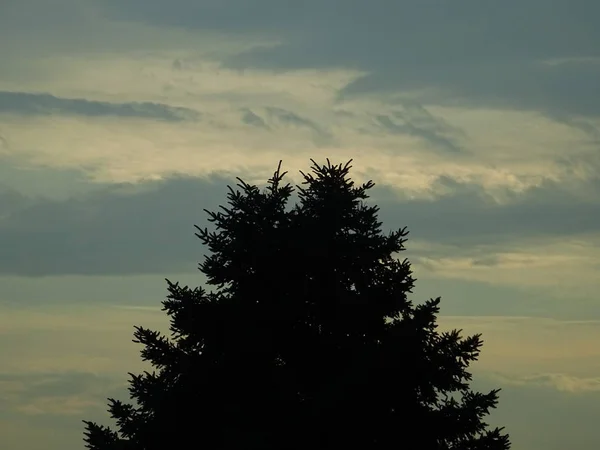 背景の針葉樹木の上に空 — ストック写真