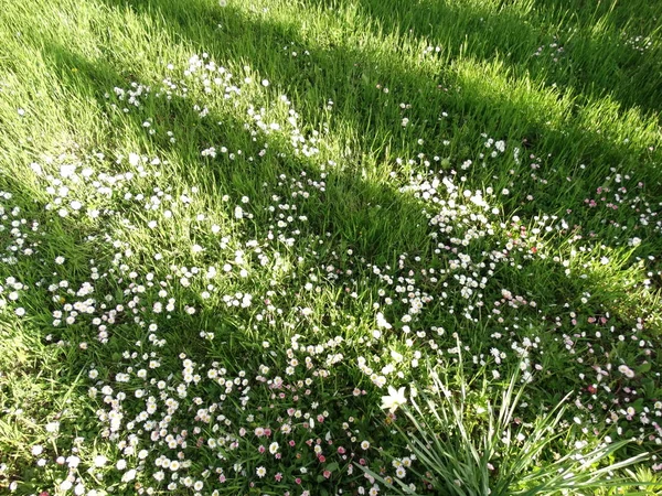 Zielone Pole Małych Kwiatów — Zdjęcie stockowe