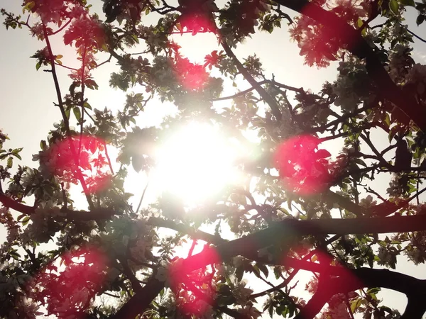 Die Sonne Hinter Weiß Blühenden Zweigen Blick Von Unten — Stockfoto