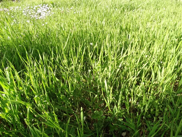 Textura Hierba Verde Fresca —  Fotos de Stock