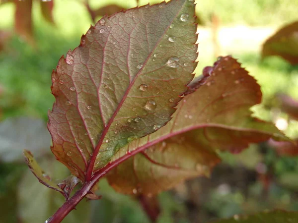 Rose Leaf Covered Water Waterscapes Drops — Stock Photo, Image