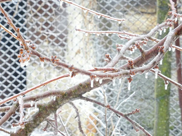 Bevroren Takken Een Besneeuwde Weer — Stockfoto