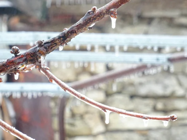 Gefrorene Äste Bei Schneetreiben — Stockfoto