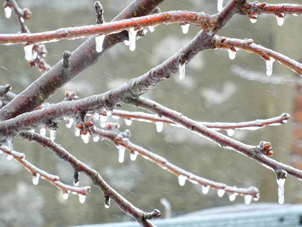 Gefrorene Äste Bei Schneetreiben — Stockfoto