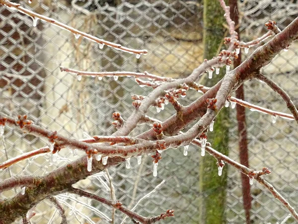 在多雪的天气中的冷冻树枝 — 图库照片