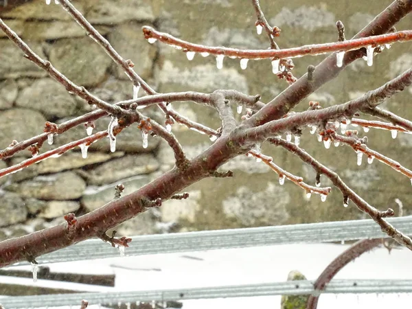 Gefrorene Äste Bei Schneetreiben — Stockfoto