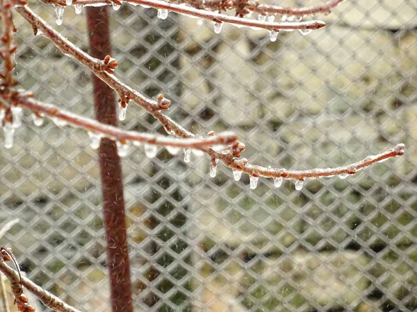 Gefrorene Äste Bei Schneetreiben — Stockfoto