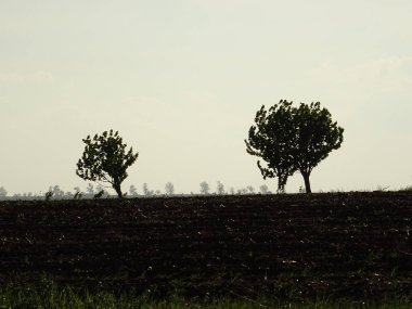 Gündüz Ufukta Ağaçlar 
