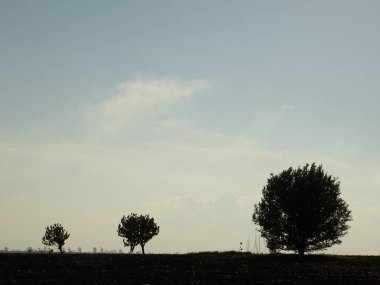 Ufukta Küçük, Büyük ve En Büyük Ağaçlar