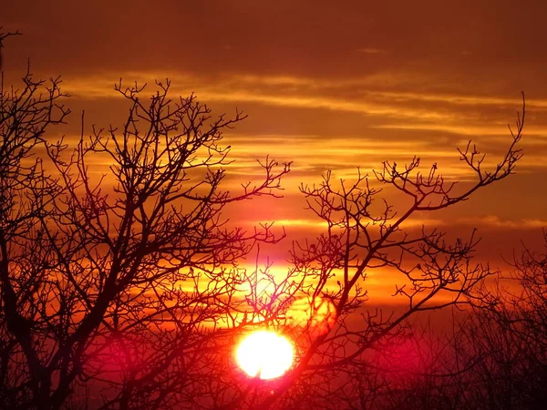 Bright Sunrise Sky Nude Tree Branches — Stock Photo, Image