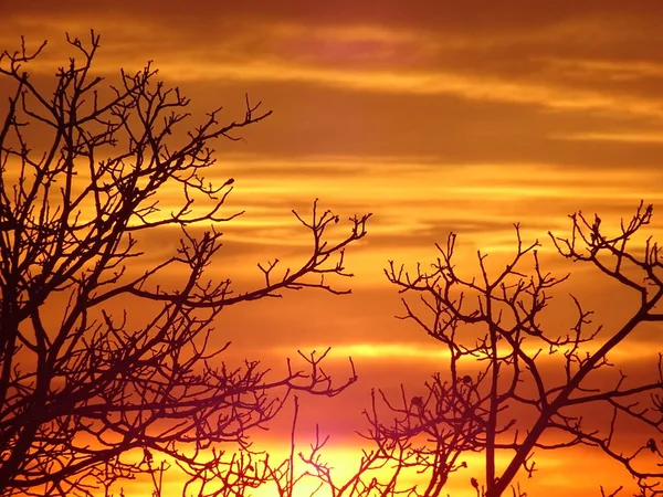Bright Sunrise Sky Nude Tree Branches — Stock Photo, Image