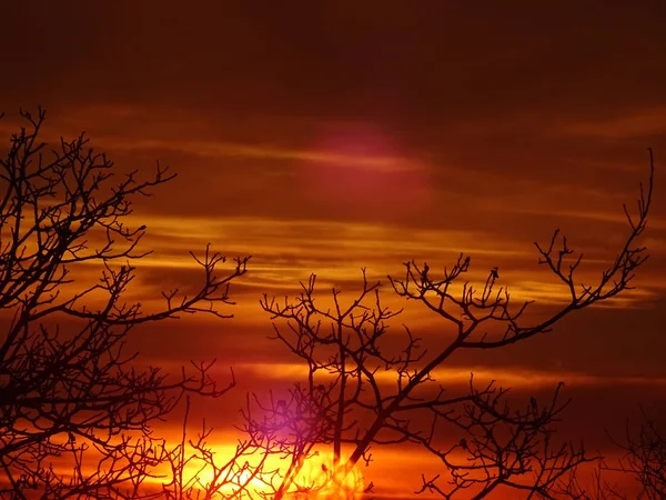 Bright Sunrise Sky Обнаженные Ветви Деревьев — стоковое фото