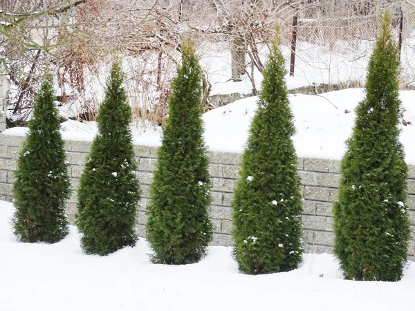 Árvores Verdes Neve — Fotografia de Stock