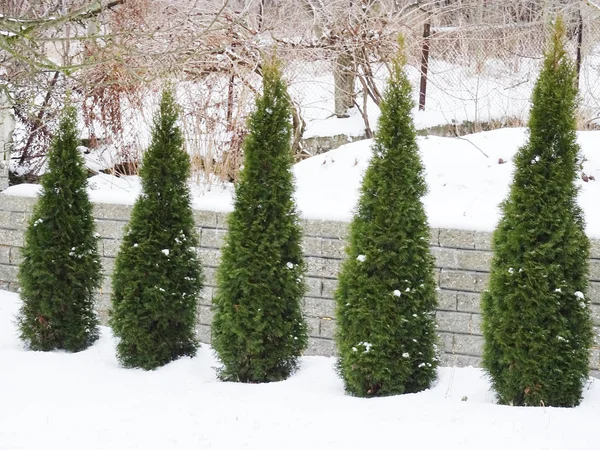 Alberi Verdi Nella Neve — Foto Stock