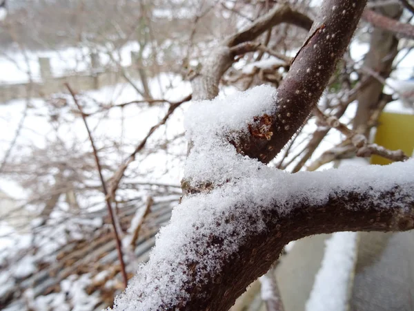 Äste Mit Schnee Bedeckt — Stockfoto