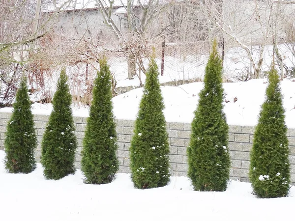 雪中的绿树 — 图库照片