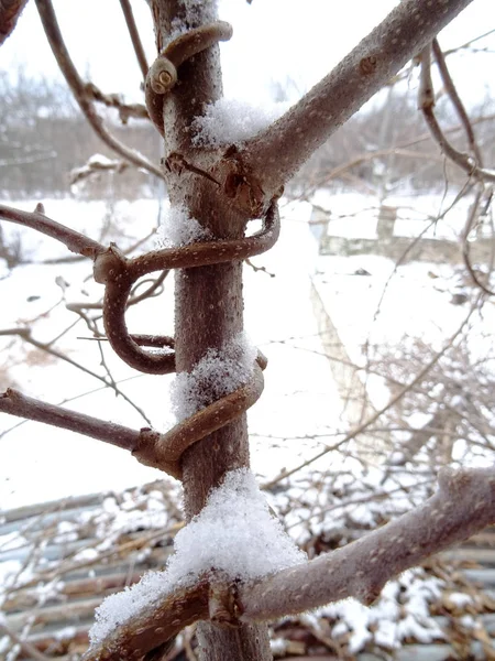 雪の中の木のトラックのクローズアップビュー — ストック写真