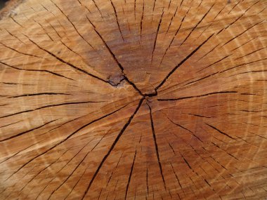 Dan yukarıda bir güdük görüntülemek