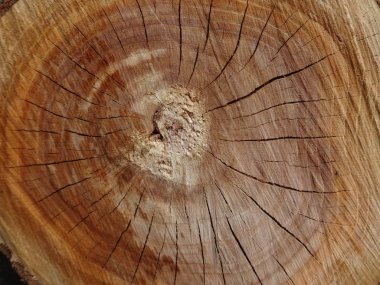 Dan yukarıda bir güdük görüntülemek