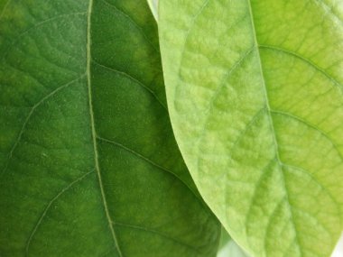 Yeşil avokado yaprakların Görünümü Kapat