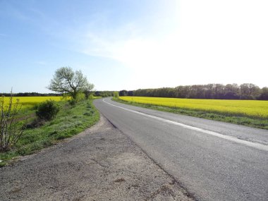 Kolza tohumu alanları bir yol her iki tarafında