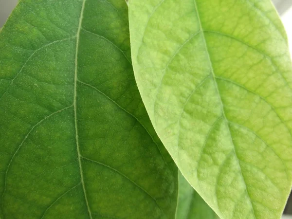 Закрыть Вид Зеленые Листья Авокадо — стоковое фото