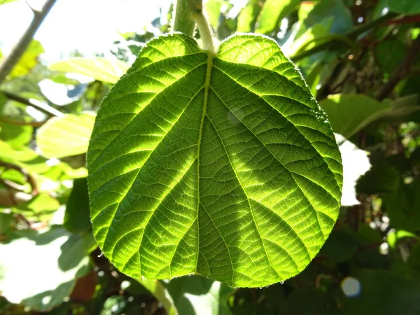 Widok Roślin Kiwi Liści — Zdjęcie stockowe