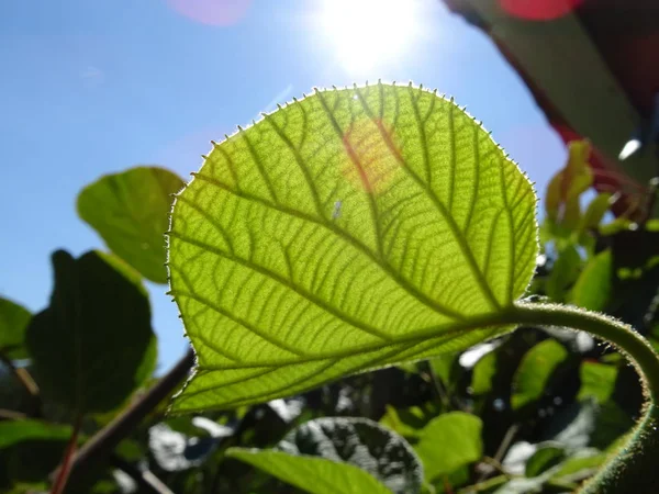 Kiwi Roślin Pozostawia Się Tle Błękitnego Nieba — Zdjęcie stockowe