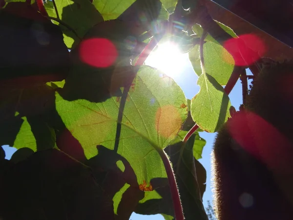 Solen Bakom Kiwi Planta Lämnar — Stockfoto