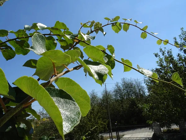 Листья Киви Фоне Голубого Неба — стоковое фото