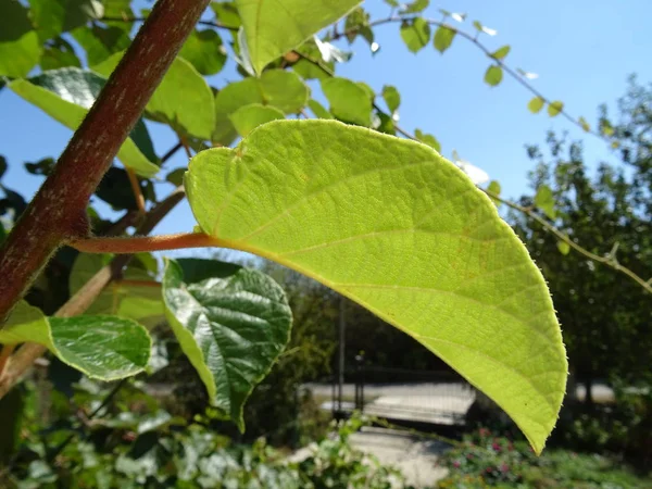 Листья Киви Фоне Голубого Неба — стоковое фото