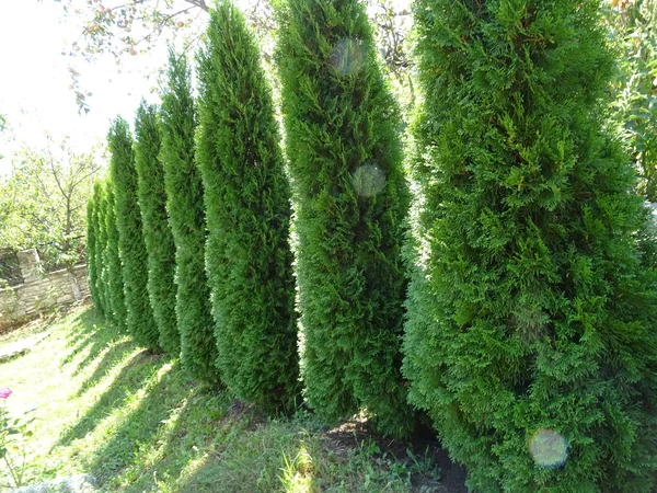 Pohled Zelené Coniferious Keřů — Stock fotografie