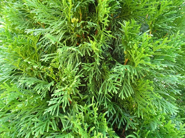 Vue Détaillée Green Coniferious Bush — Photo