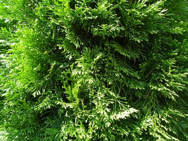 Vue Détaillée Green Coniferious Bush — Photo