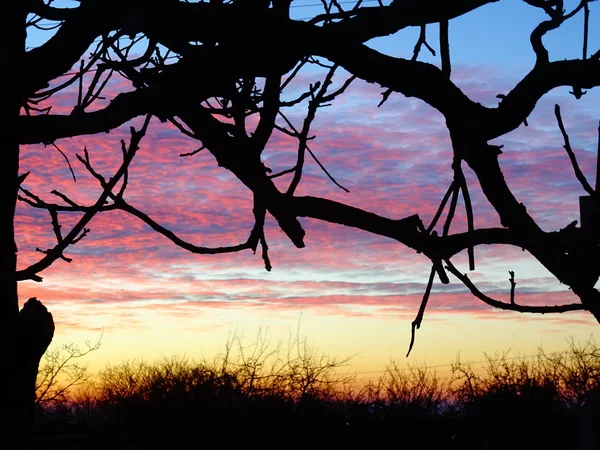 Cielo Colorido Brillante Del Amanecer Detrás Ramas Desnudas Del Árbol —  Fotos de Stock